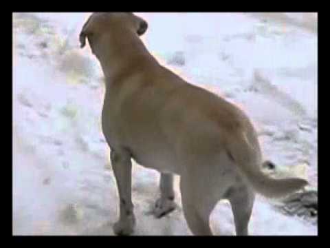 Feeling Cold In The Snow? Let This Labrador Show You How It's Done! #LikeABoss!