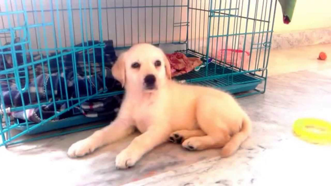 Fiona The Cute Labrador Can't Resist A Snooze!