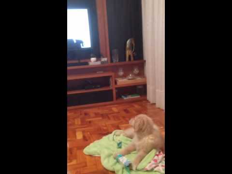 Fiona The Golden Retriever Will Stop Everything To Watch This On TV!