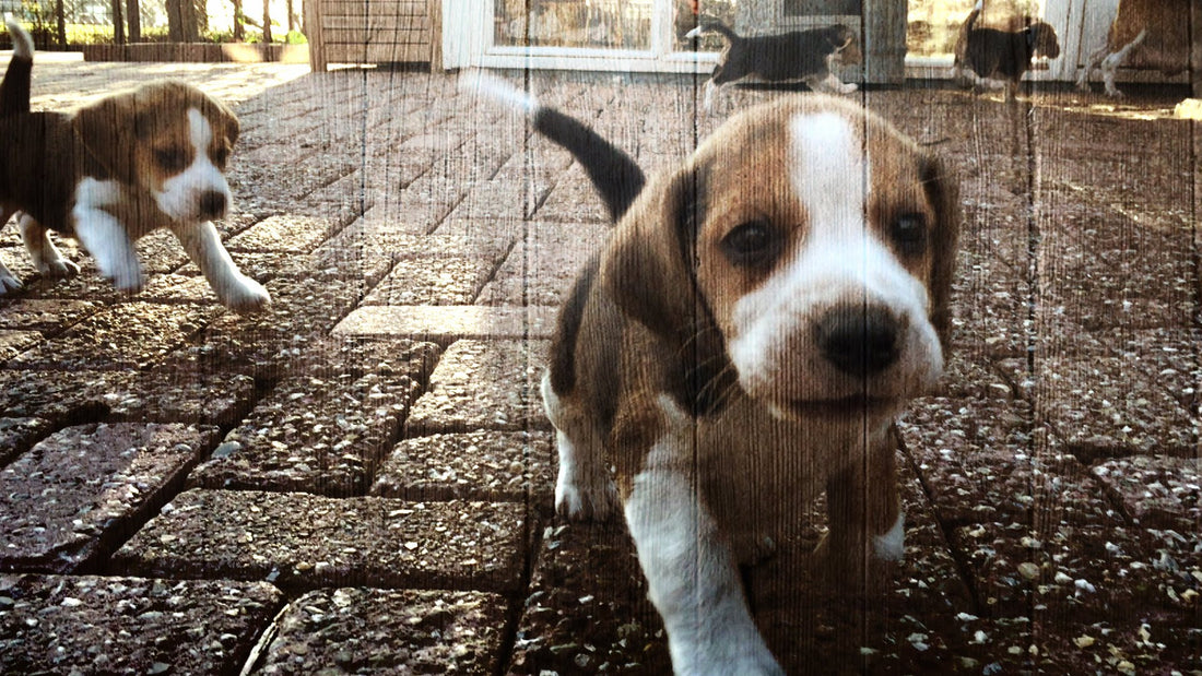 Five Weeks Old Beagle Puppies Are The Cutest Thing Ever!