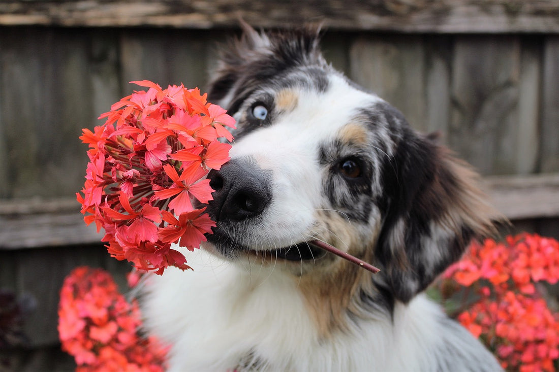 Should I Be Worried About My Dog Eating Flowers?