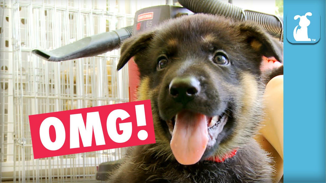 Fluffy German Shepherd Puppies Who Will Steal Your Heart! #AwwFilled!