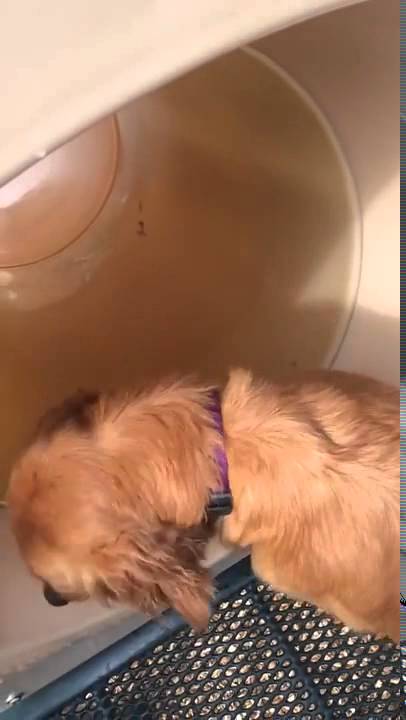 Fluffy Golden Retriever Shows Her Sister How To Play With The Slide!