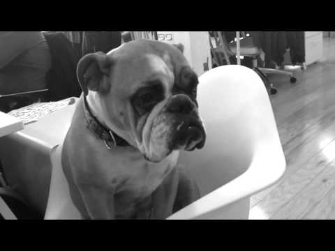 Frank The English Bulldog Is So Bored Of Office Life, He Farted And Fell Asleep!