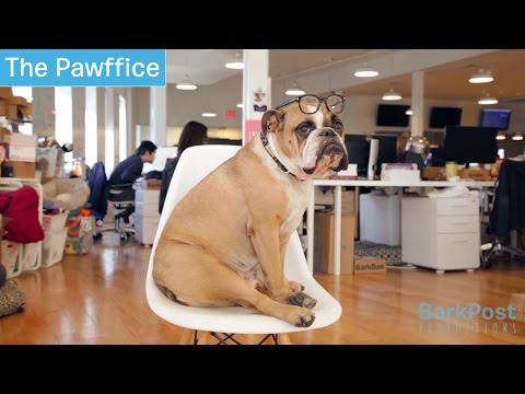 Frank The English Bulldog Tries To Understand Intelligence!