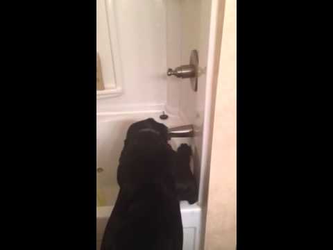Frankenstein The Labrador Is A Smart Pup. Wait Till You See This!