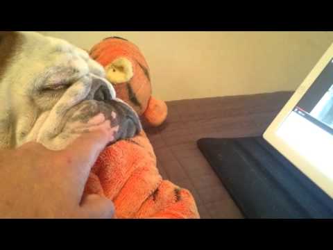 Franklin Marcus, The English Bulldog Is Fast Asleep, But His Person Isn't!