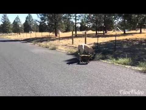 Freya The German Shepherd Decides To Walk A 180 Pound English Mastiff!