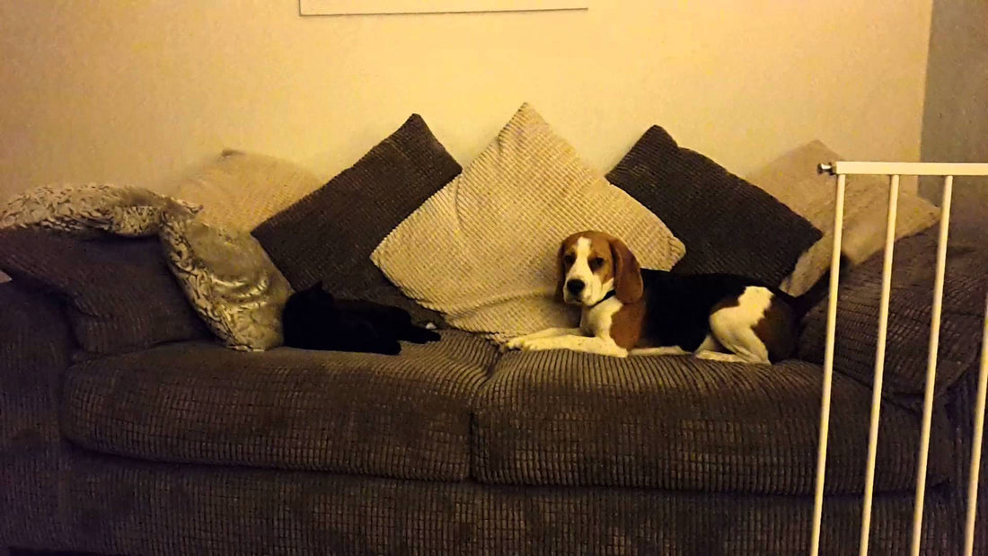 Funny Beagle Pup Annoys The Cat For A Hilarious Reason!