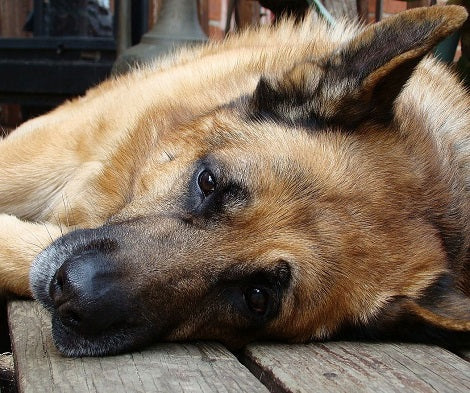15 Signs Your Dogs May Be In Pain