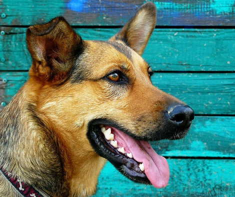 10 Realities Of Living With A Dog Who Won't Stay Away From You! (Part 1)