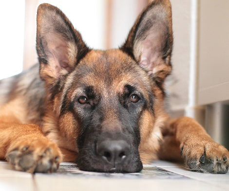 7 Easy Ways To Keep Fleas Out During Warmer Months
