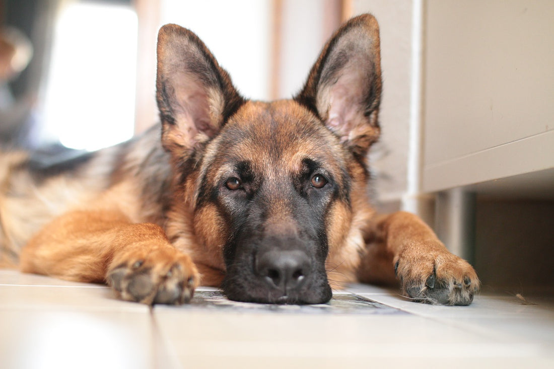 59% Of Dog Parents Are Worried Their Dogs May Suffer From Separation Anxiety Post Quarantine