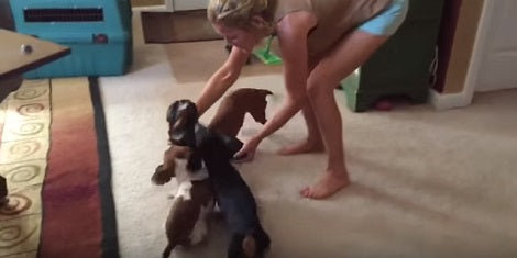 Mom Places A Toy Pup On The Floor. Now Watch Her Pups' Reaction! Epic!