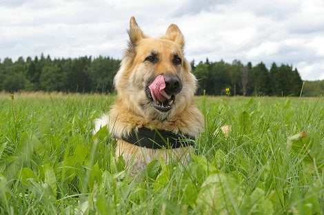 Did You Know The Relationship You Share With Your Pup Affects Your Mind & Body?