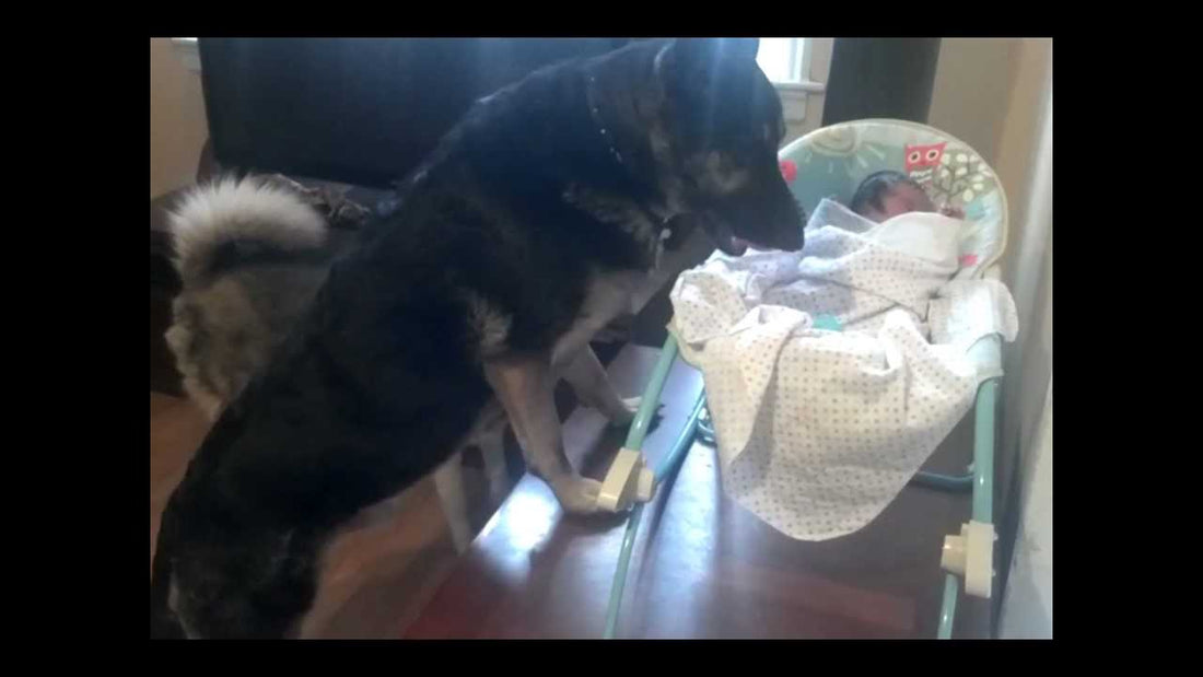 German Shepherd And Husky Competing To Protect A Newborn Baby! This Is Hilarious!