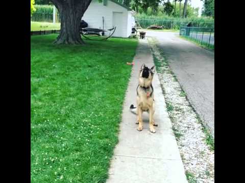 German Shepherd Catching His Kong Frisbee In Slo-Mo?! Bring It On!