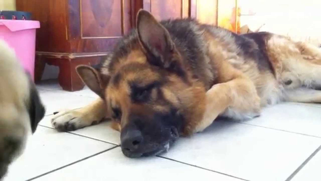 German Shepherd Couldn't Wait To Go Home From The Vet! Then The Meds Kick In!