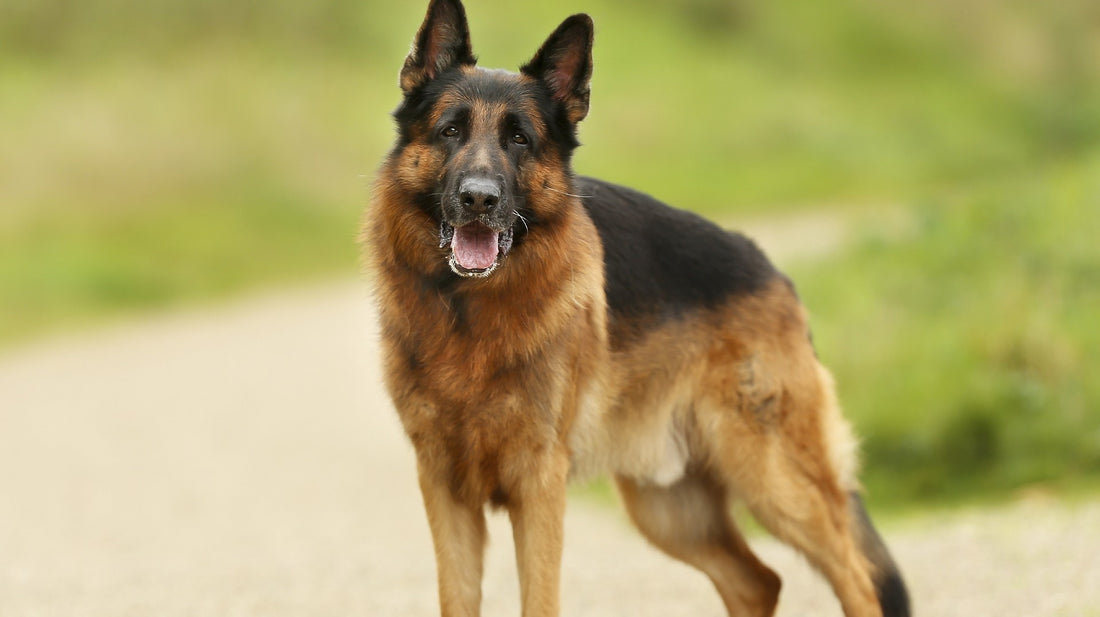 The 4 Best Games To Play With A German Shepherd