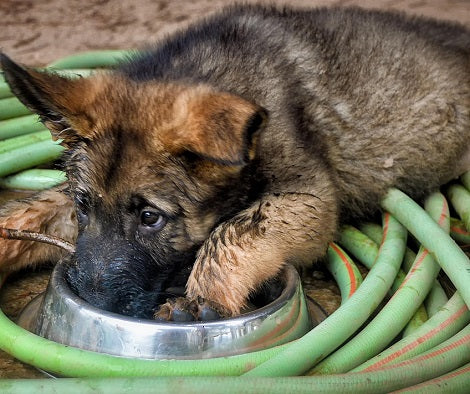 10 Foods Your Dogs Should Never Be Allowed To Eat