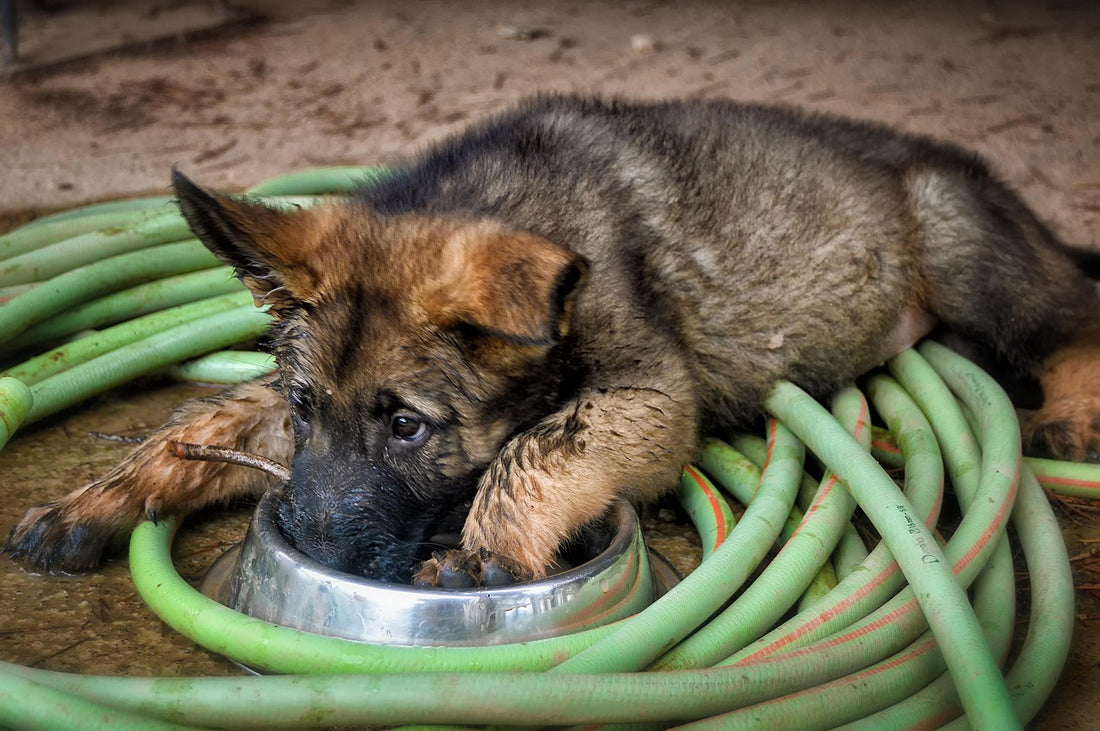 Why Is My New Dog Not Eating?