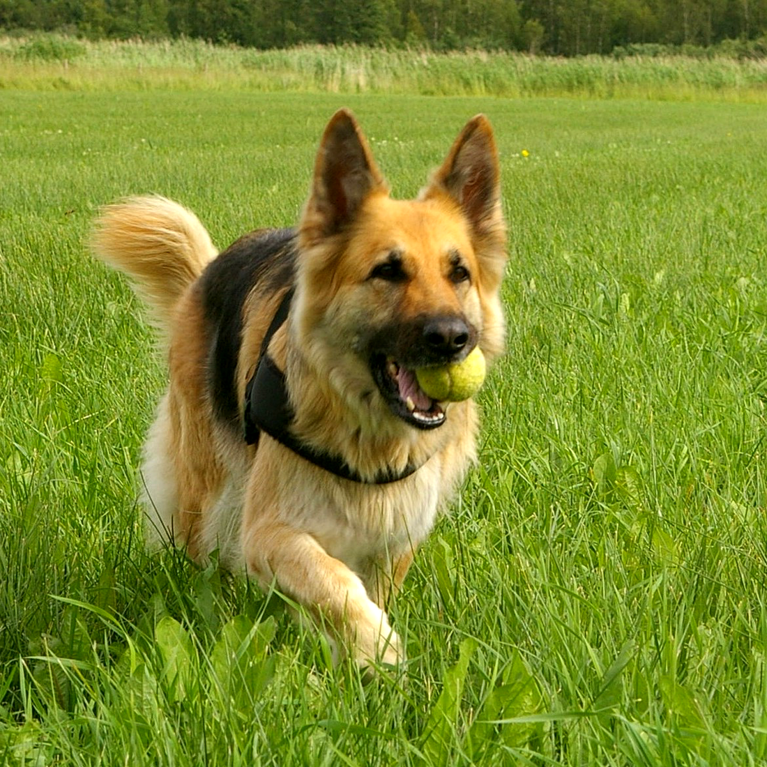 Here's How To Properly Trim Your Dog's Toenails