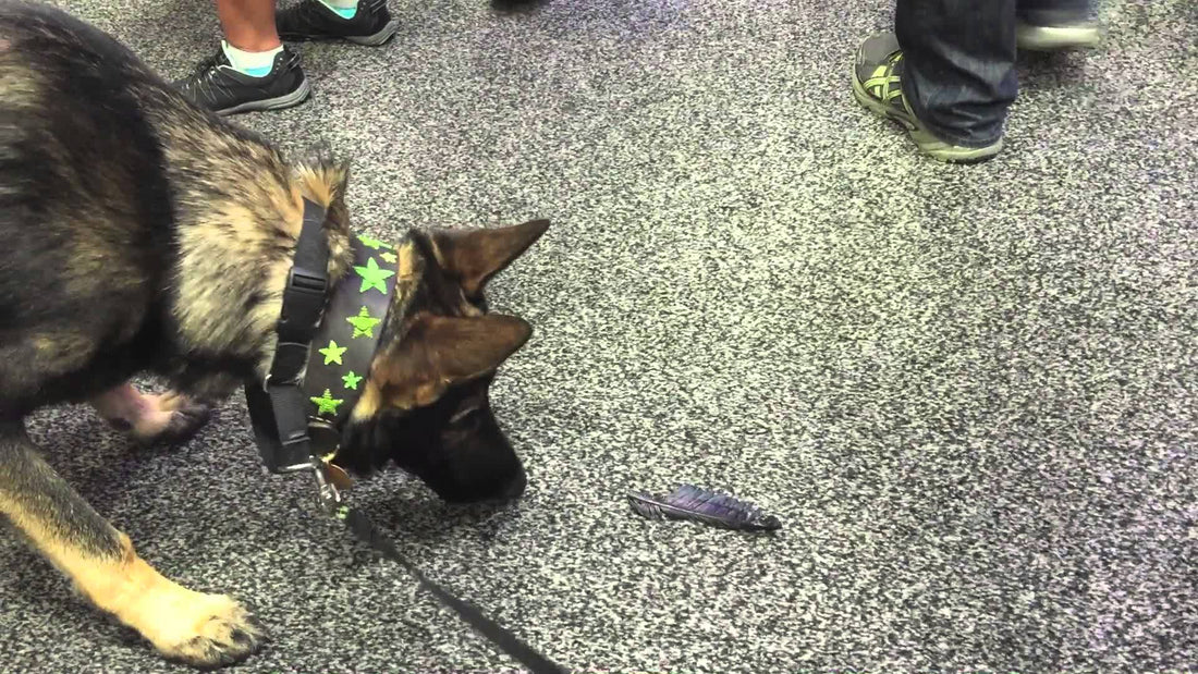 German Shepherd Goes To Comic Con, But What Lies In Front Of Him Gives Him The #HibbyJibbies!