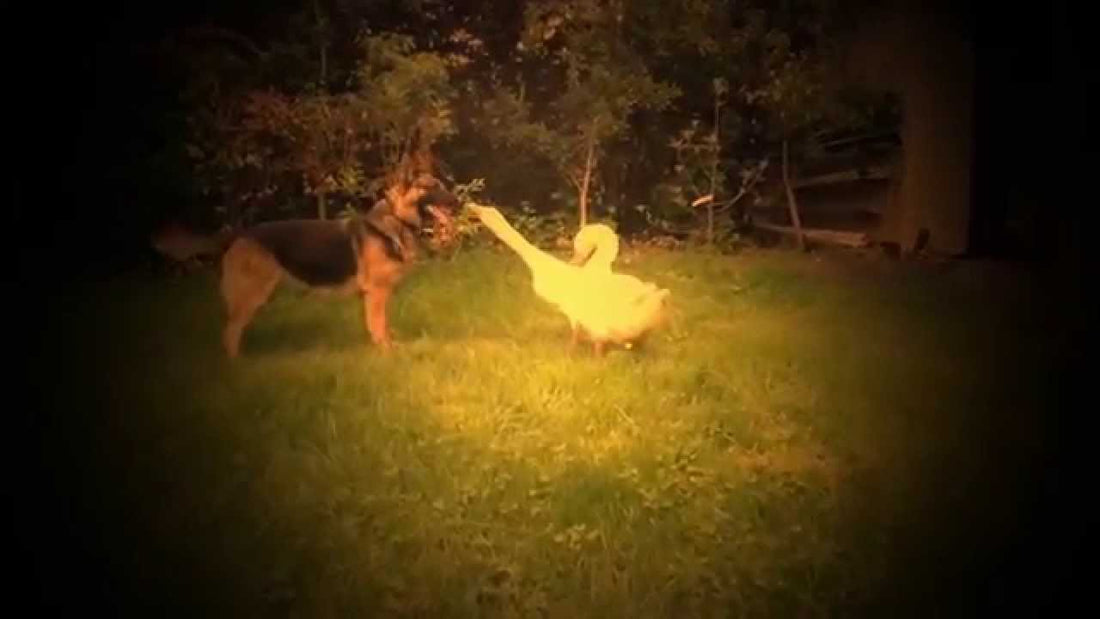 German Shepherd Has Two Best Friends...Geese?! See how Much Fun They're Having! #SimplyAdorable!