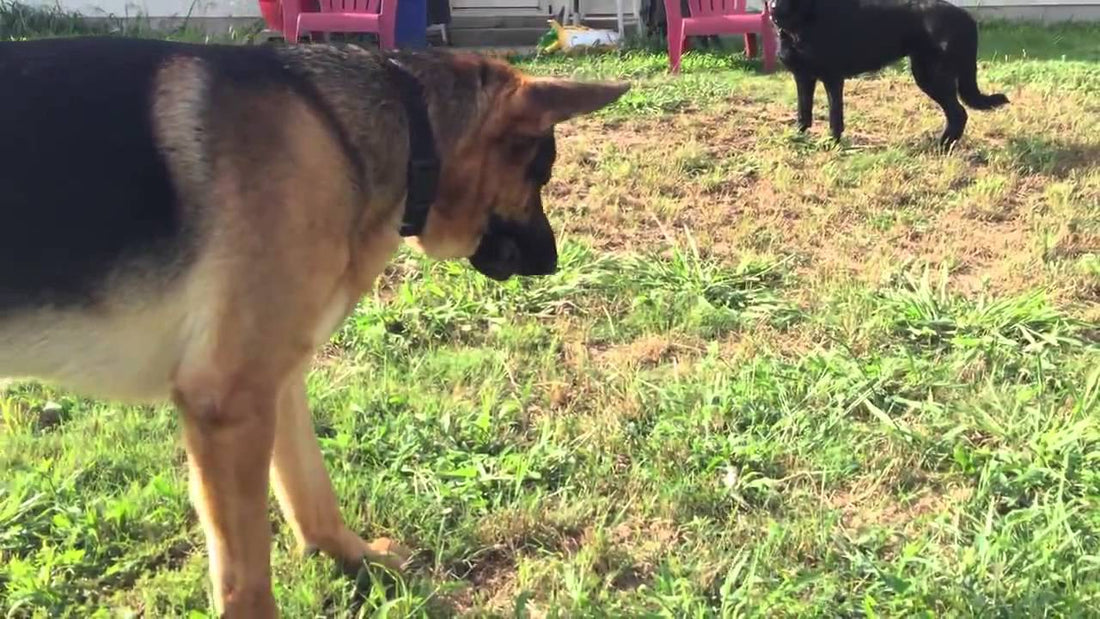 German Shepherd Is Determined To Protect His Person From...A Feather?! #Awww!!!