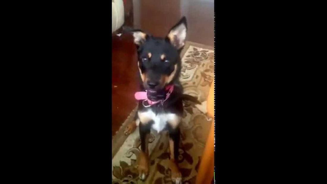German Shepherd Mix Wants To Give You This Next Time She Sees You! #AwesomeTrick!