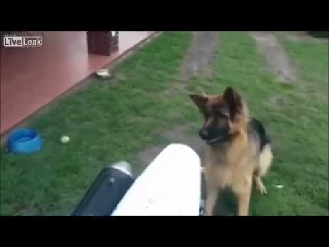 German Shepherd Vs. Motorcycle Exhaust! Who Wins This Epic Battle?! #SoAdorable!