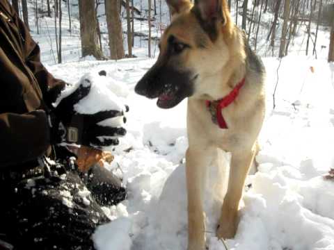 German Shepherd Wants To Help His Human Build A...Snowman, But Adorably Fails! #OMG