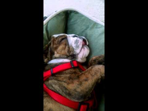 Ginger The English Bulldog Makes Headlines For Being Adorably Cute When Sleeping! #SuperCute