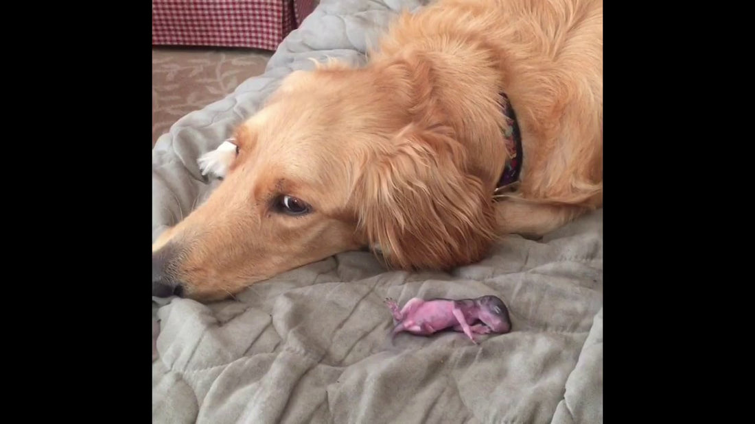 Ginger The Golden Retriever Is In The Process Of Adopting Squeek An Infant Squirrel!