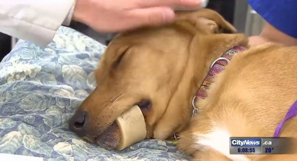 Another Dog Suffers From Marrow Bone Accident. Please Speak To Your Vets About This.