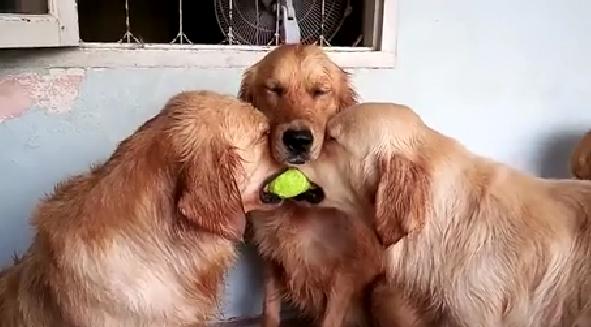 3 Golden Retrievers And A Tennis Ball Creates The Most Adorable Moment Among Dogs You Will Ever See!