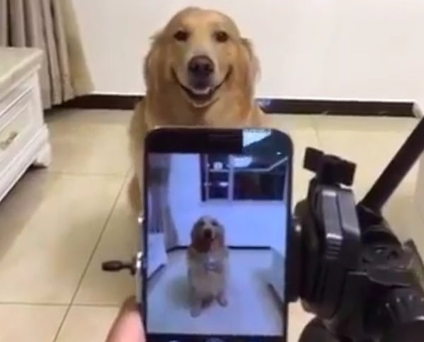 This Golden Retriever Smiling For The Camera Is Awesome!