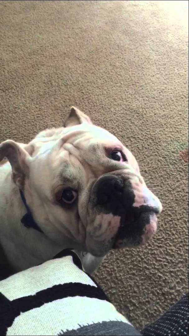 Goku The English Bulldog Is So Adorable That It's Impossible Not To Love Him!