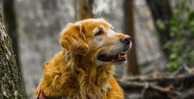 The 4 Best Games To Play With A Golden Retriever