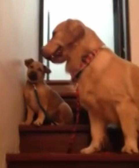 This Is Wonderful! Golden Retriever Teaches A Puppy to Use the Stairs!