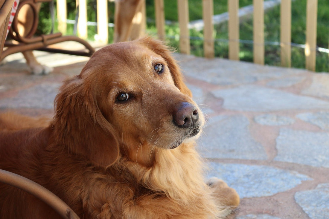 Adorable Pups Bring Comfort To Victims Of The Recent Florida Shooting