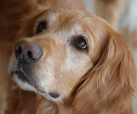 Hospice Care For Your Dogs - What You Need To Know