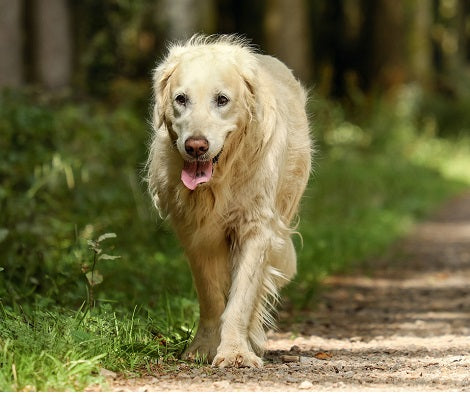 5 Ways To Motivate Yourself To Take Your Dogs Out For A Walk!