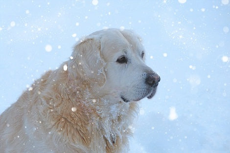 Leaving Pets Outside In Extreme Weather Can Result In $500 Fine