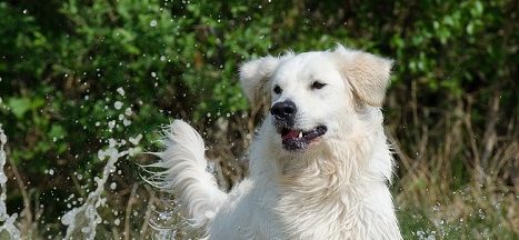 Learn How To Keep Your Pups Safe From Ticks This Summer