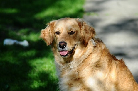 Pet Food Manufacturer Is Offering To Pay For All Vet Costs Related To Food Recalls