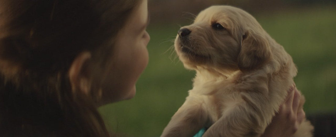 Golden Retriever Becomes A Superstar Thanks To Her Natural Instincts! #SoTrue!