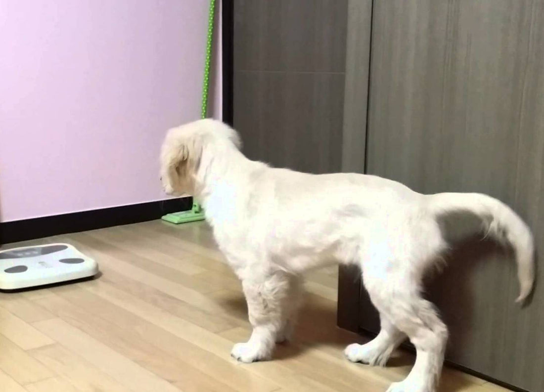 Golden Retriever Goes In A Room, Then Gasps At What He Sees In Front Of Him! #AnotherDog?!