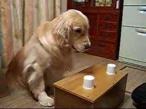 Golden Retriever Knows Exactly Where His Cookie Is! Plays The Game #LikeABoss!