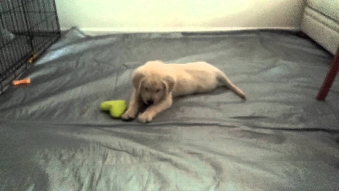 Golden Retriever Playing With Ice Is The Best Thing You'll See Today!